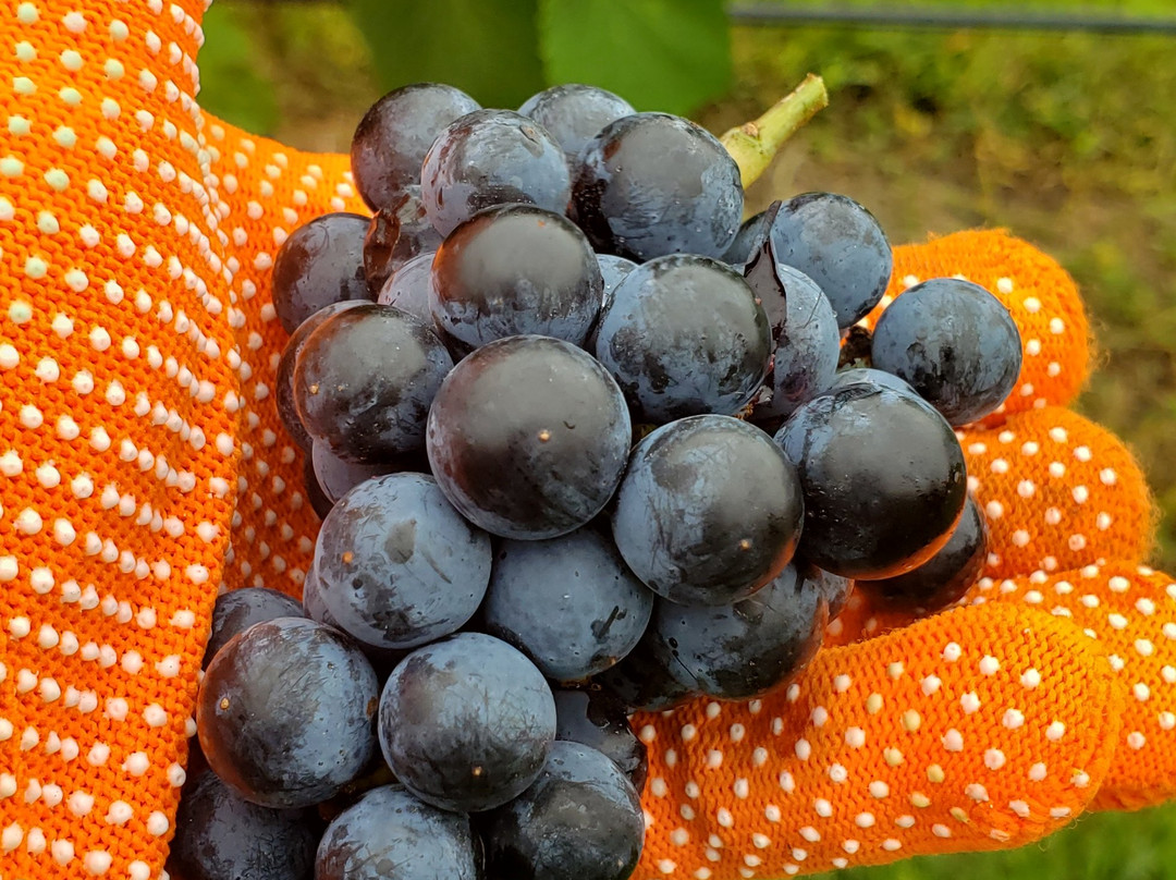 Rich Harvest Vineyard and Winery