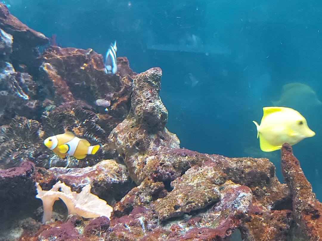 Acquario Mediterraneo dell'Argentario景点图片