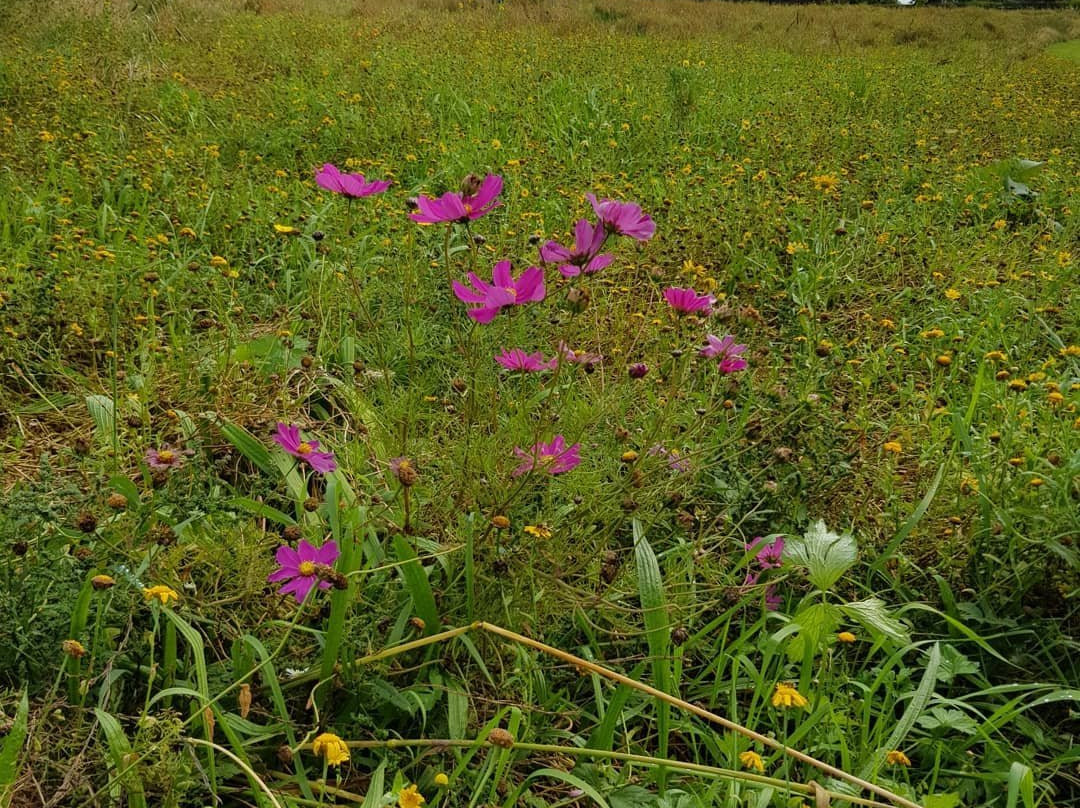 Mount Pleasant Gardens景点图片