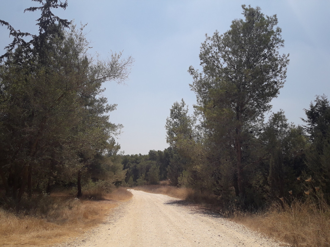 Ben Shemen Forest-Modiin必去景点