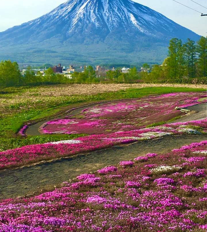 Mishima's Shibazakura Garden-俱知安町必去景点