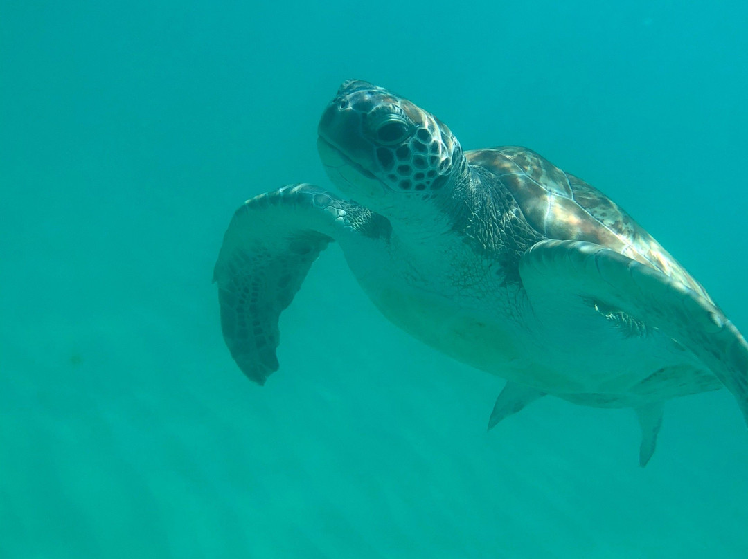 Team Baywatch Watersports-Holetown必去景点