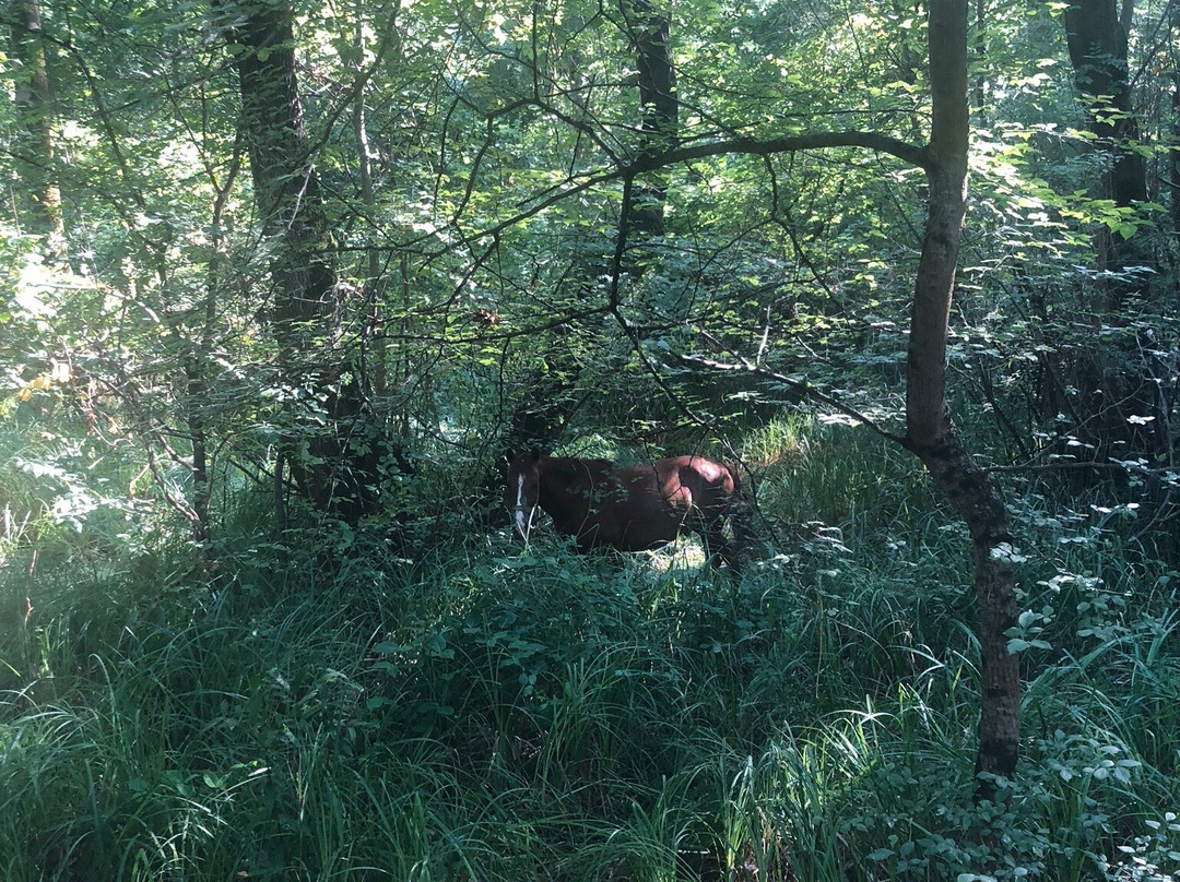 Cakirlar Korusu-Cakirlar Yali必去景点