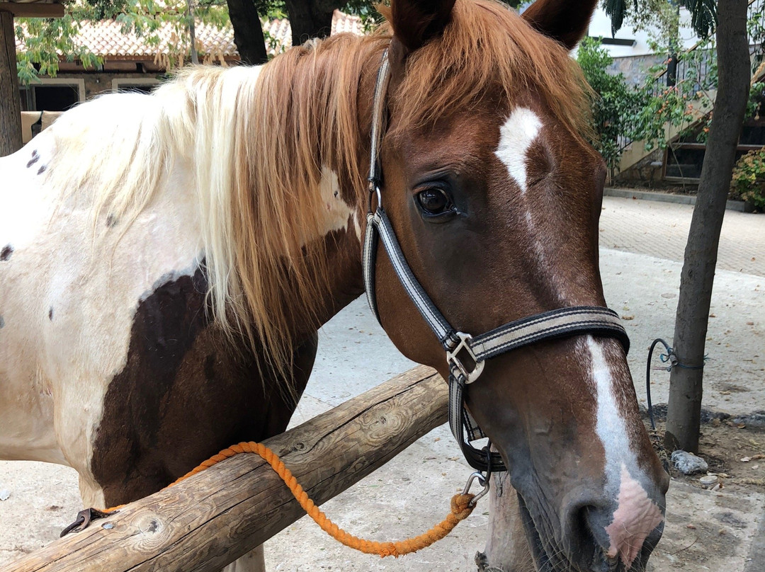 Odysseia Stables-Avdou必去景点