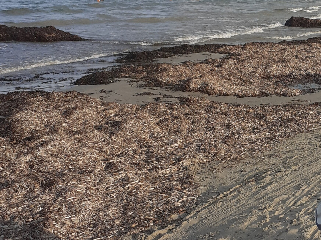 Playa de la Llana-Lo Pagán必去景点