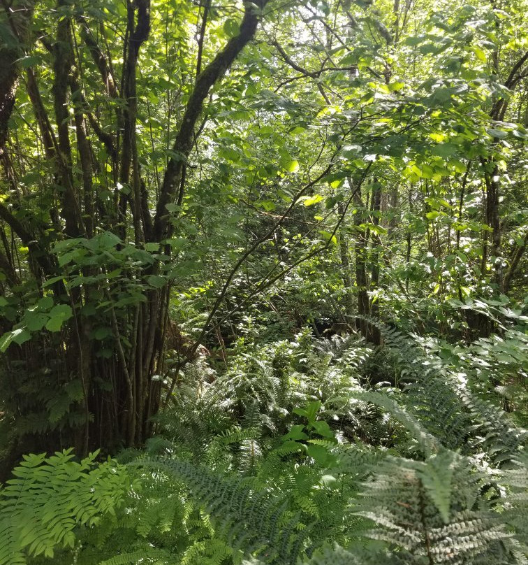 Bear Creek Park-素里必去景点