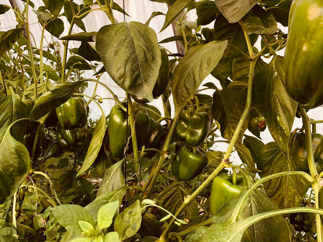 marché fermier chez BRES-Golfe-Juan Vallauris必去景点