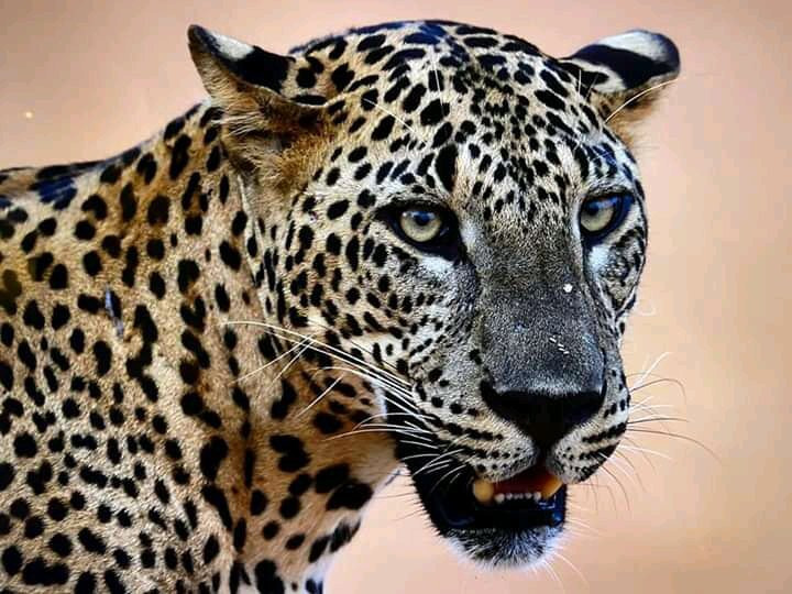 Wego Srilanka Taxi & Tours-蒂瑟默哈拉默必去景点