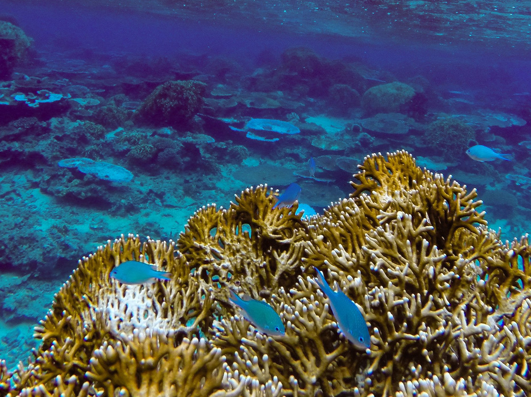 Samoa Dive & Snorkel-阿皮亚必去景点