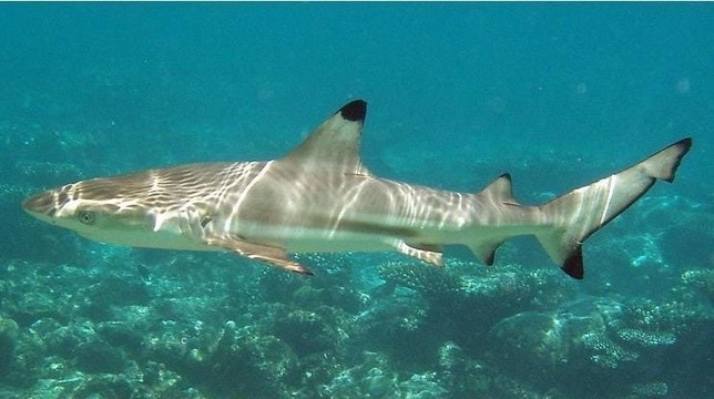 RU-DIVING Dive Center-拉威必去景点