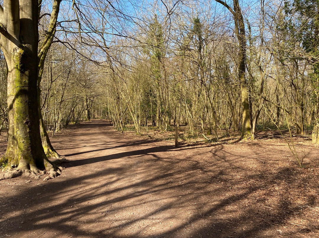 Leigh Woods - Forestry England-布里斯托尔必去景点