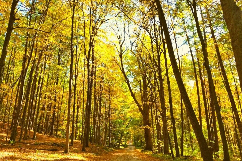 Berkshire Camino Guided Hikes-皮茨菲尔德必去景点