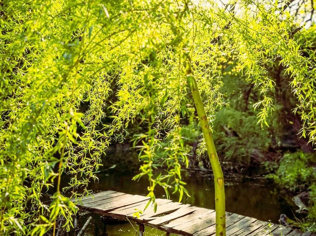 Arboretum Trostyanets-Trostyanets必去景点