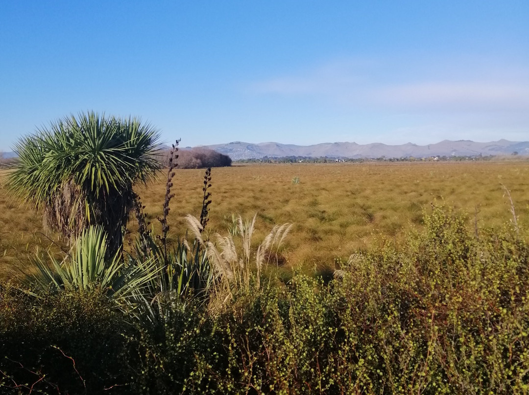 Travis Wetland-基督城必去景点