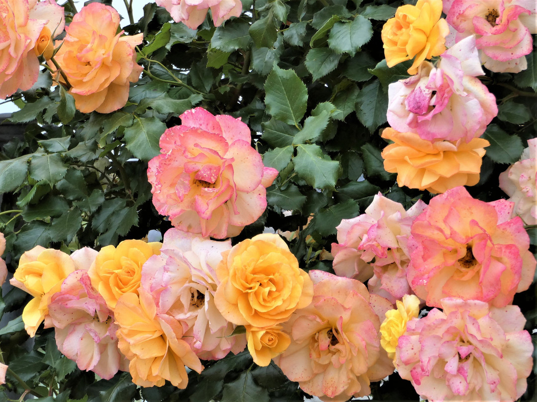 Godo Rose Park-神户町必去景点