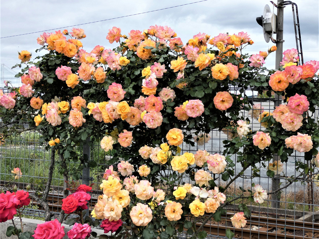 Godo Rose Park-神户町必去景点