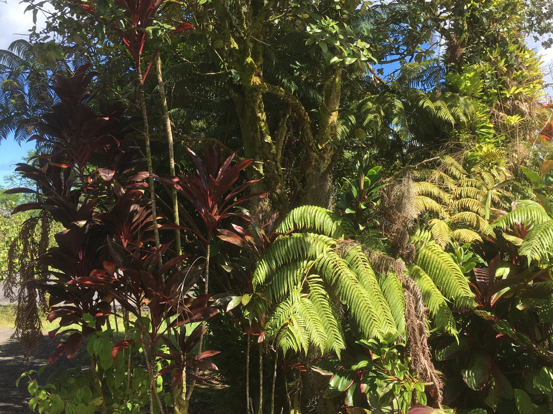Hilo Coffee Mill-山景城必去景点