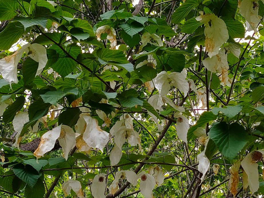 Sayama City Urban Botanical Garden-狭山市必去景点