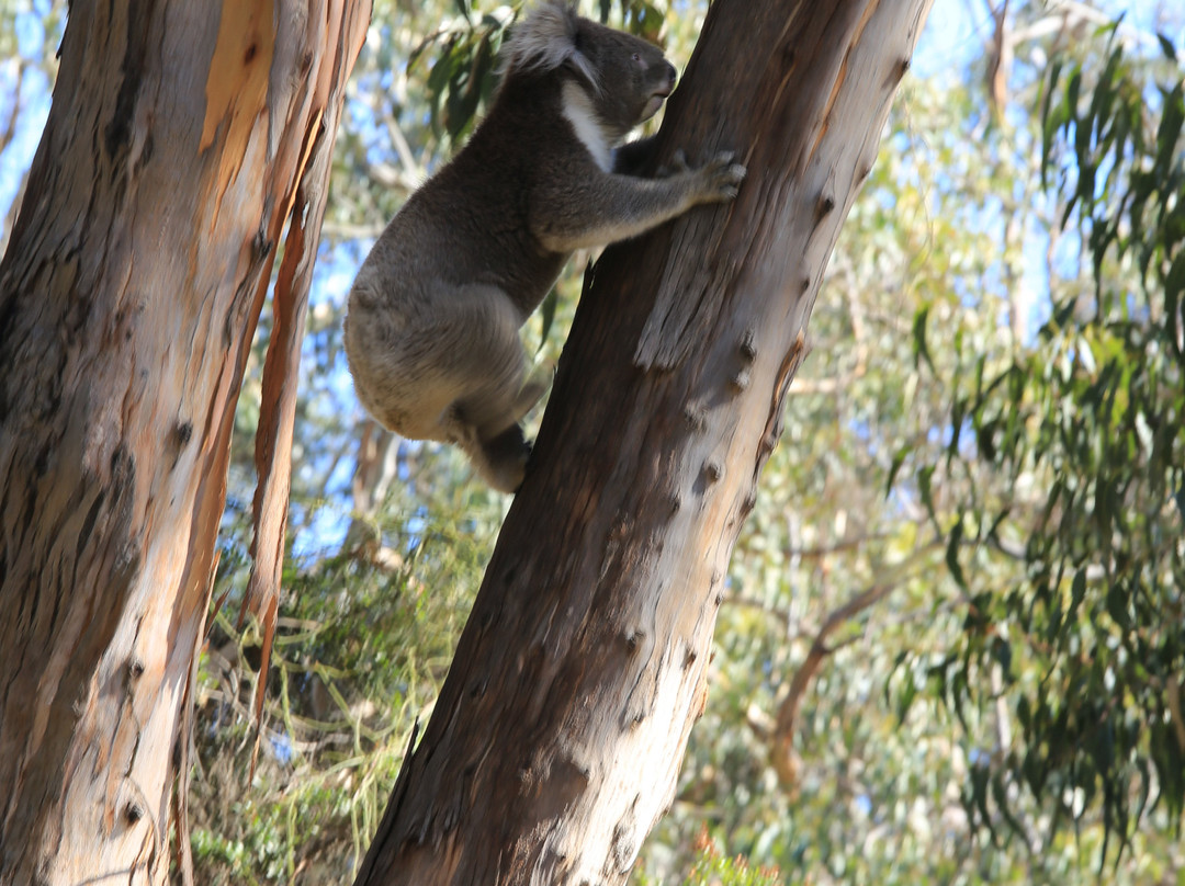 Discover Melbourne Tours景点图片