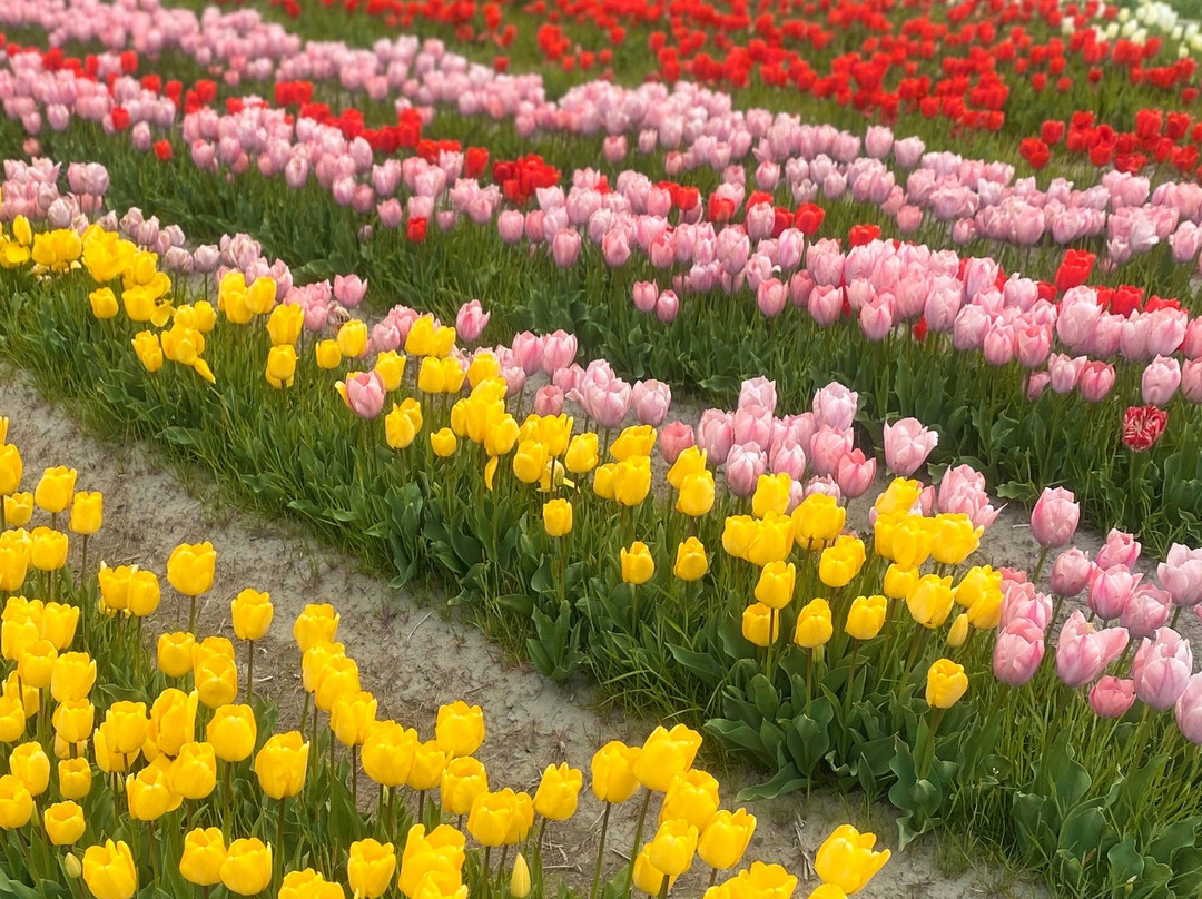 Negaramimae Paddy-羽村市必去景点