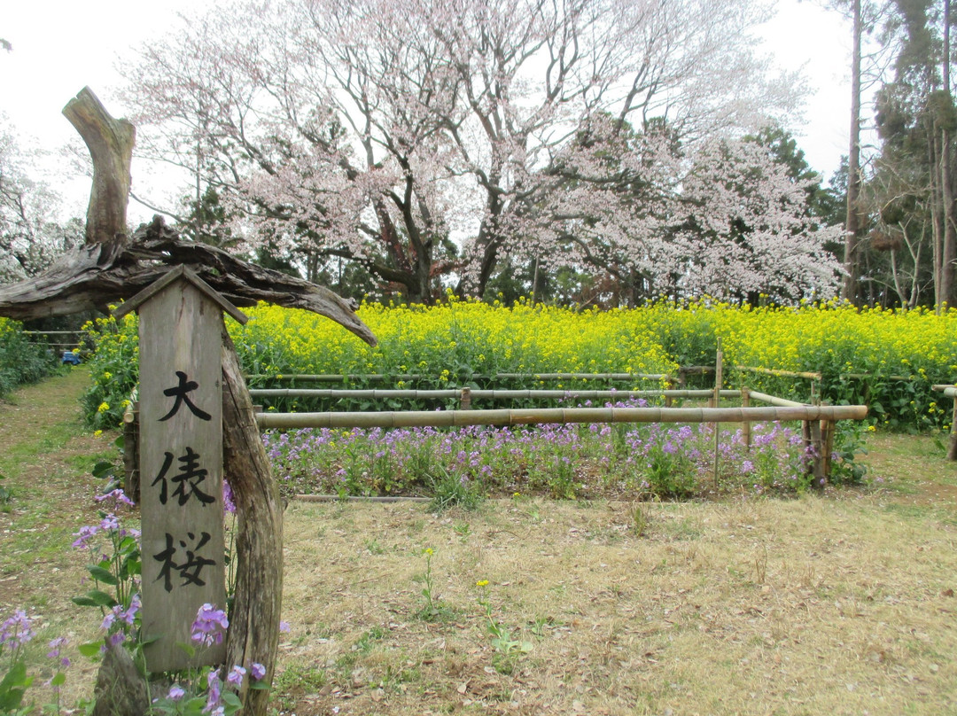 Obyo Cherry Blossom-市原市必去景点