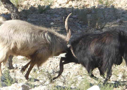 Rhodes Quad & Buggy Tours-罗德斯必去景点