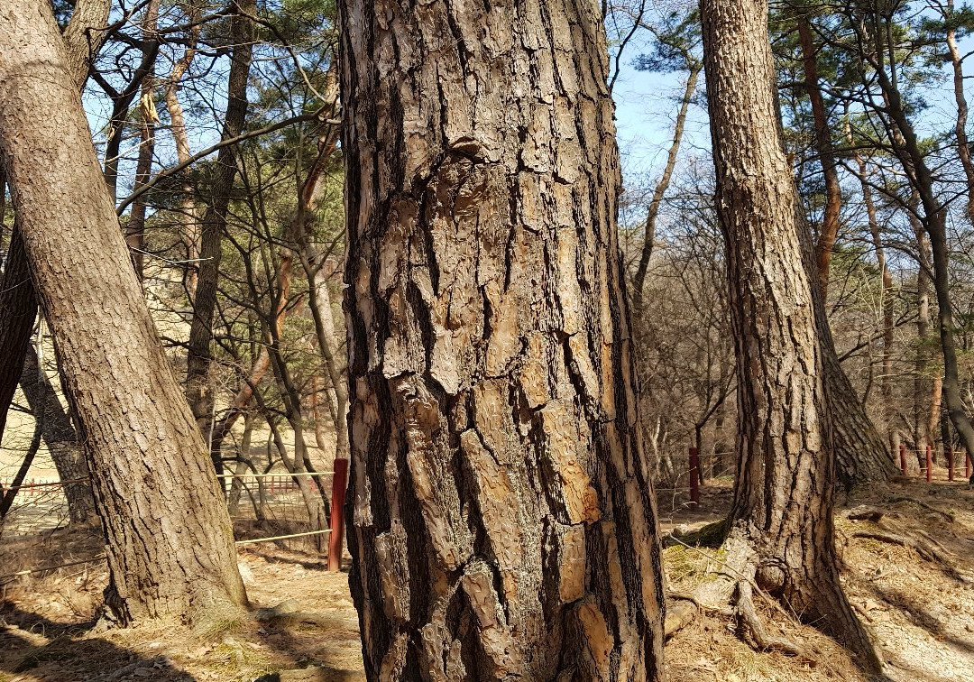 Donggureung-九里市必去景点