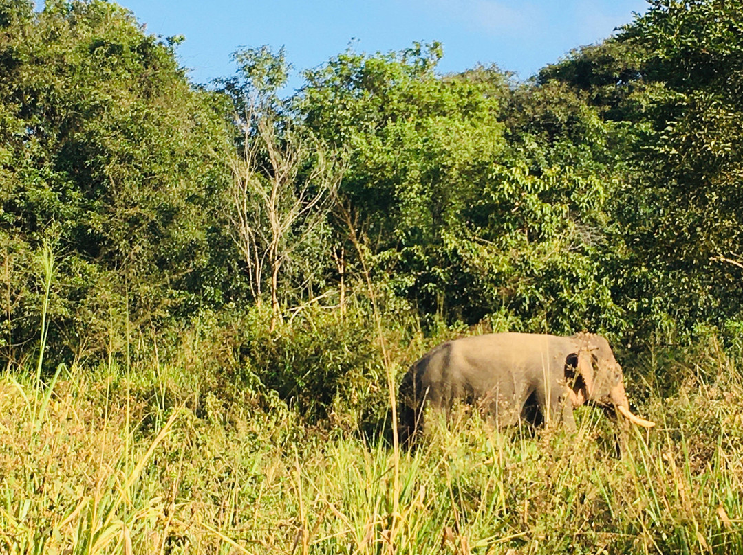Sri Lanka Jeep Safari景点图片