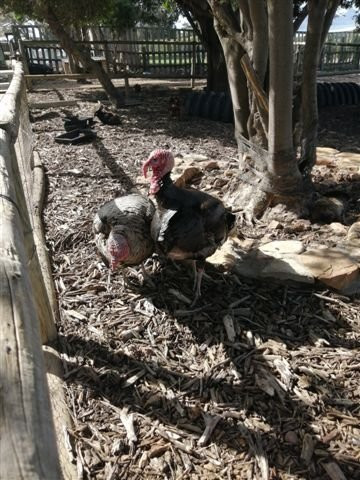 Imhoff Farm-Kommetjie必去景点