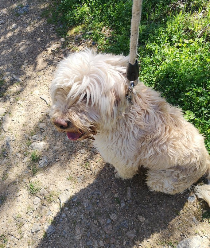 Kyrenia Animal Rescue-克利尼亚必去景点