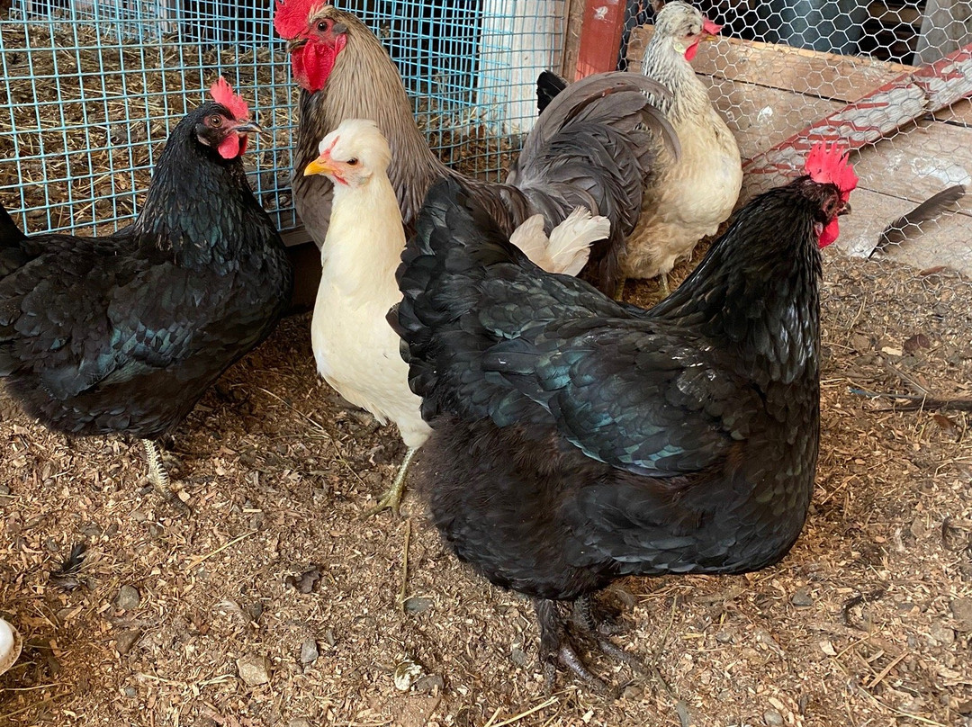 Smiedal Aktivitetsferie - Day Tours-Akra必去景点