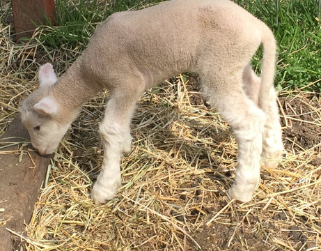 圣安东尼奥县农场公园-库柏蒂诺必去景点