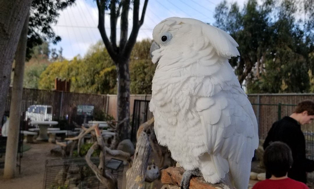 Free Flight-德尔马必去景点