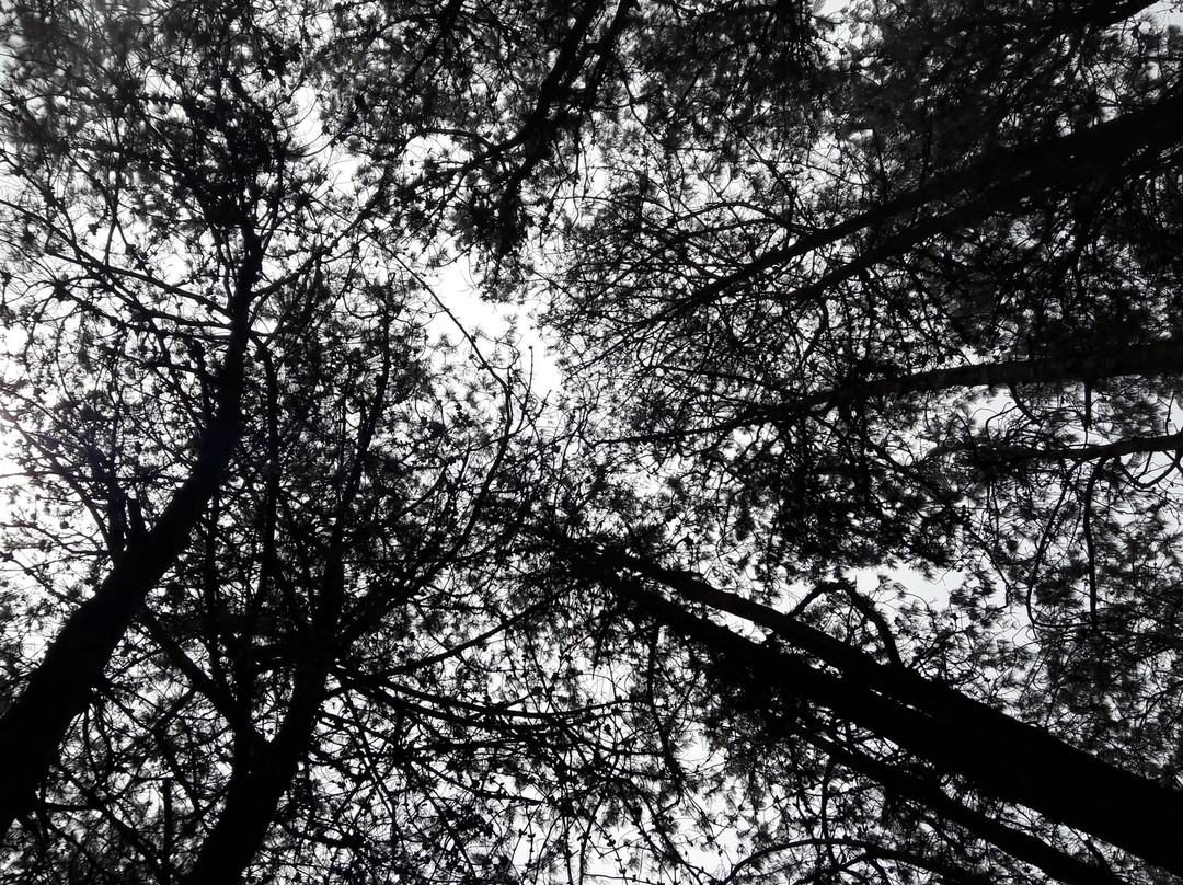 Pine Forest景点图片