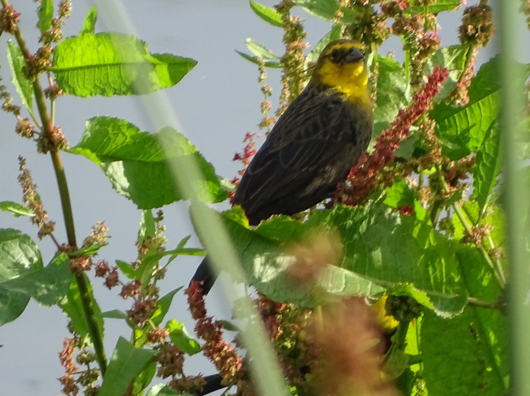 Humedal El Jaboque-波哥大必去景点