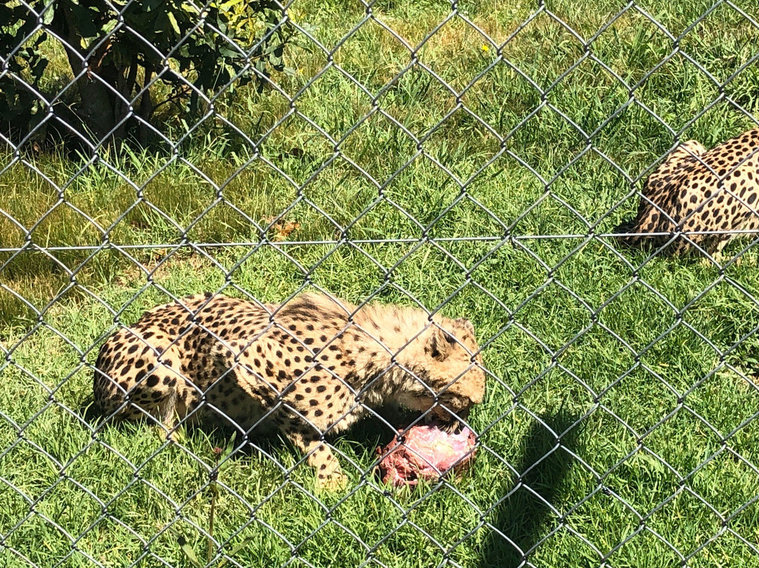 Garden Route Bird of Prey Rehab Centre-乔治必去景点