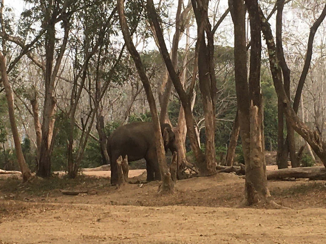 Elephant Valley Thailand-清莱必去景点
