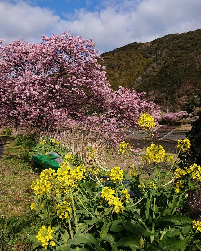 Aono River Cherry Blossoms景点图片