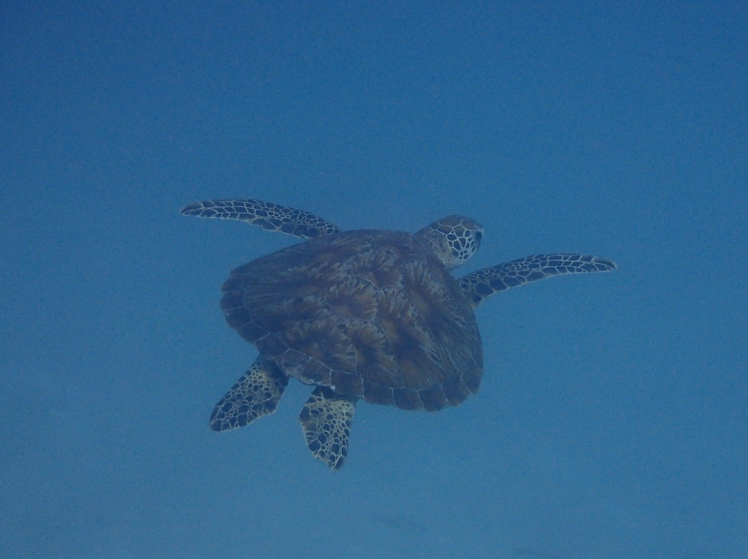 Guam Ocean Adventures-Piti必去景点