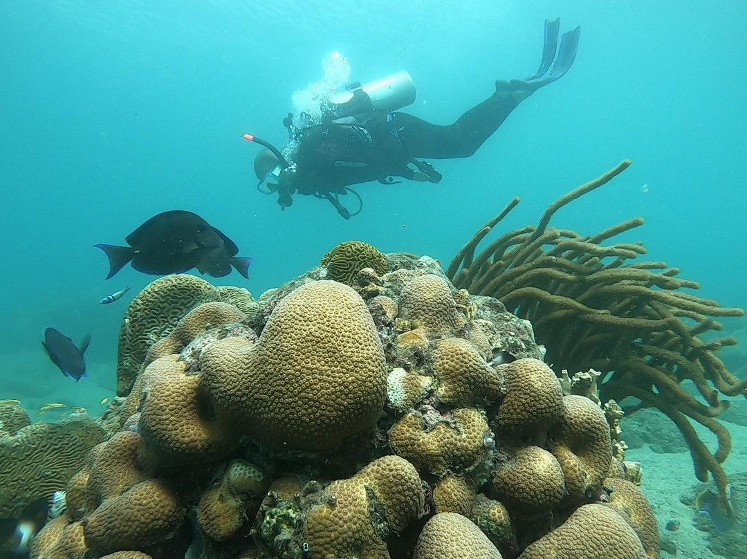 Bigfish Scuba-圣玛尔塔必去景点