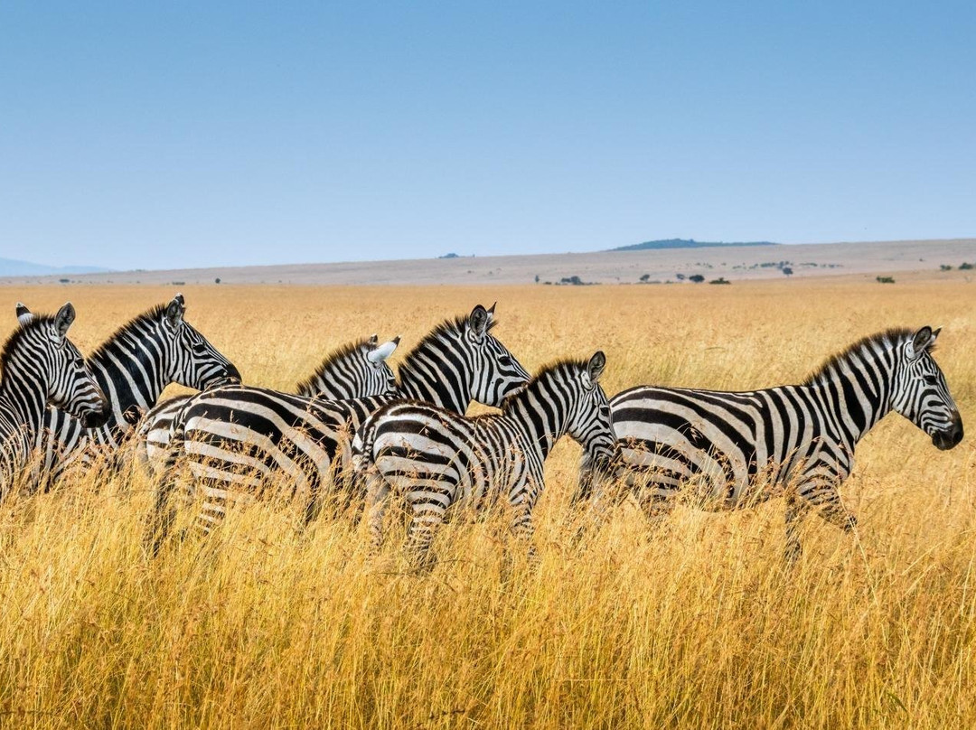 Safari ya Africa Adventures-阿鲁沙必去景点