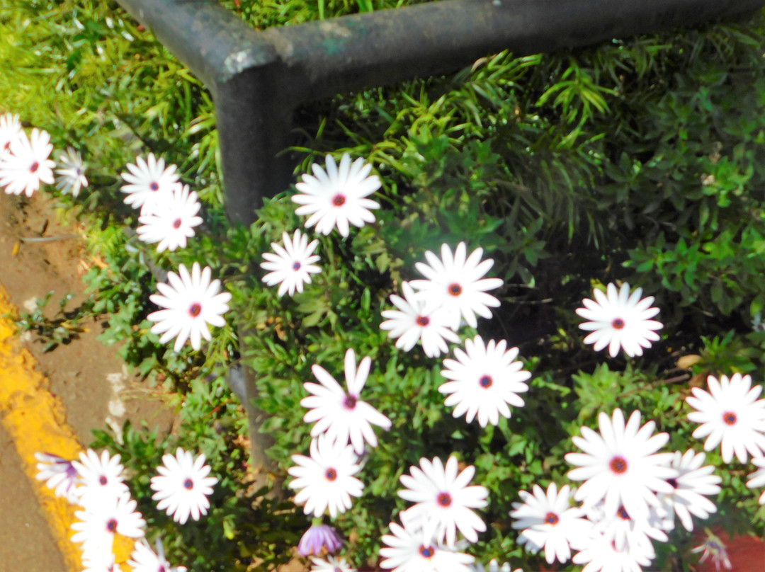 Sterling Ooty Elk Hill主图