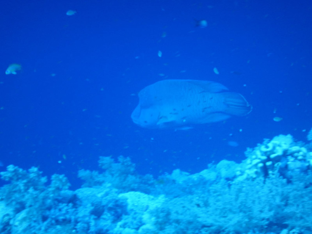 Elphinstone Reef-马萨阿拉姆必去景点