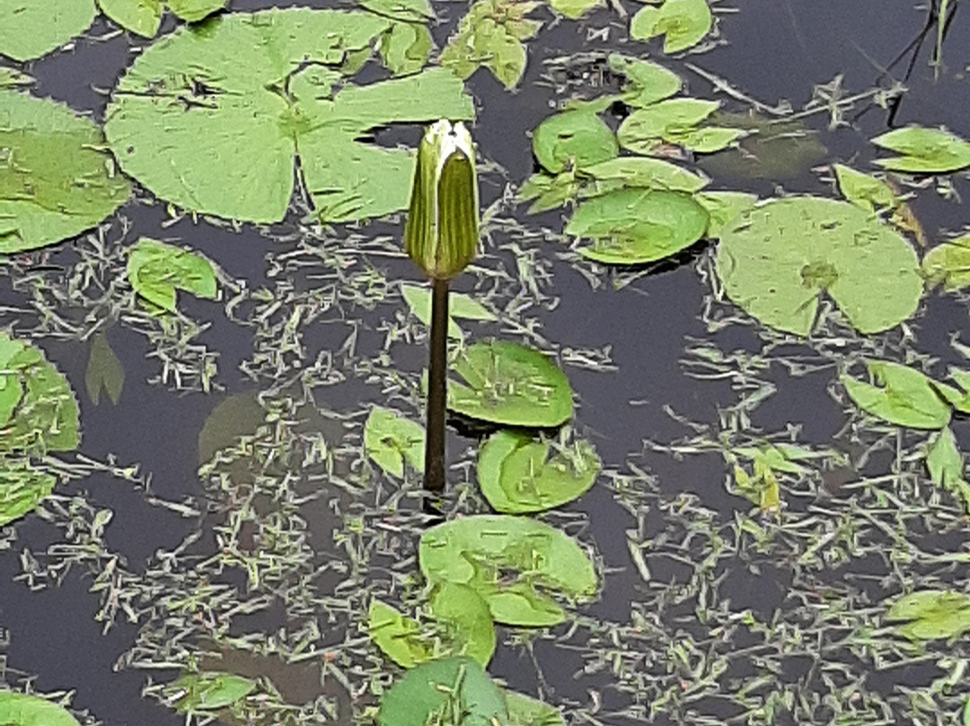 Timbó Botanical Garden-Timbo必去景点