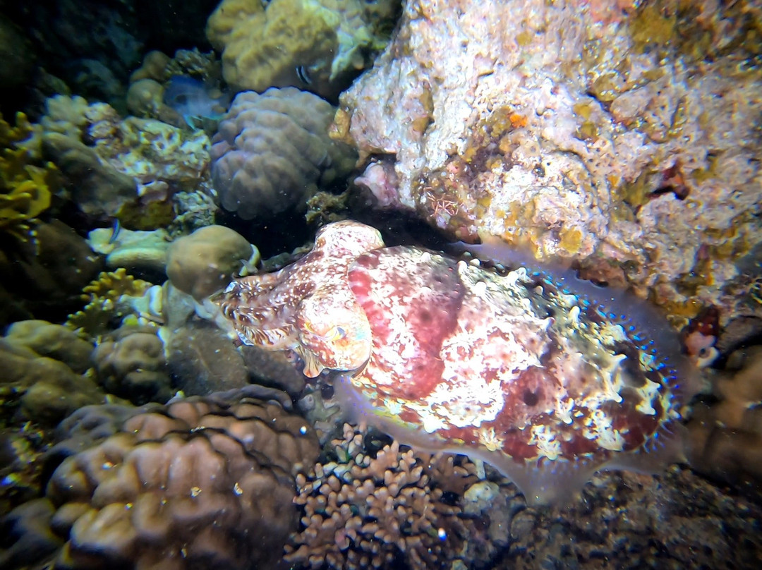 Dive Point Dive Center景点图片