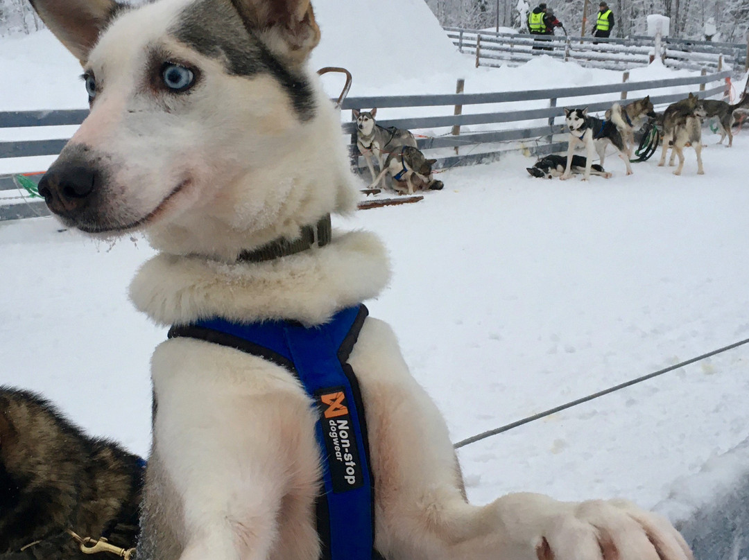 Wild Motion Siberian Huskies-Muonio必去景点