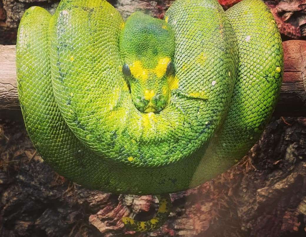 Reptilia Zoo and Education Centre Vaughan景点图片