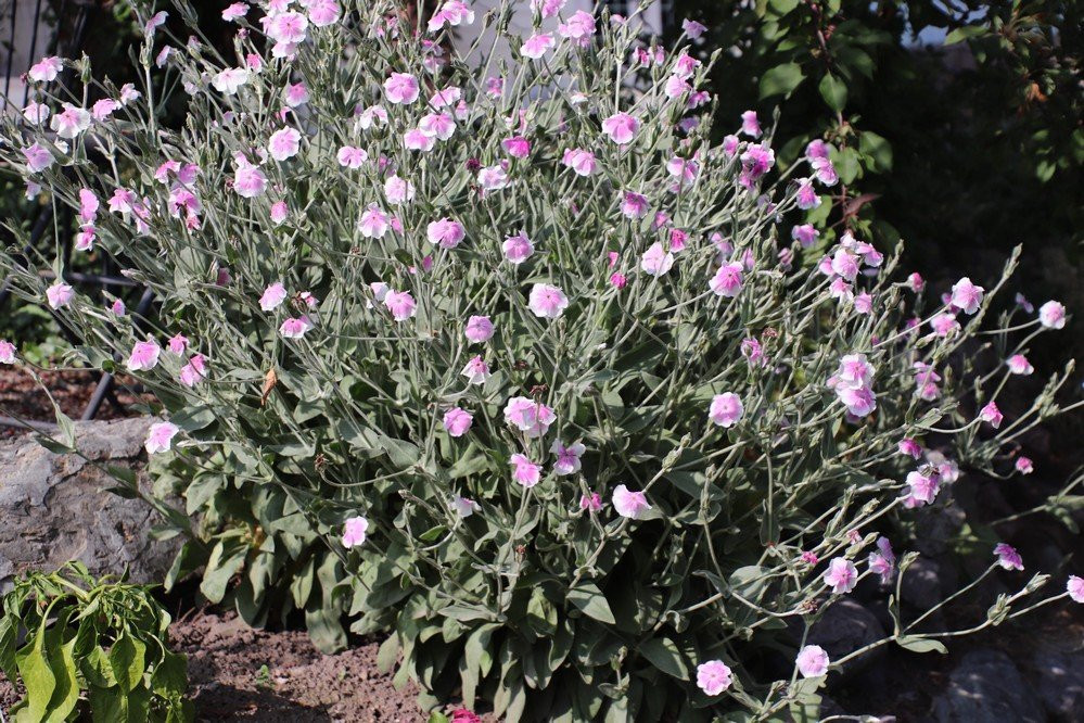 Gatiss Gardens-卡利斯佩尔必去景点