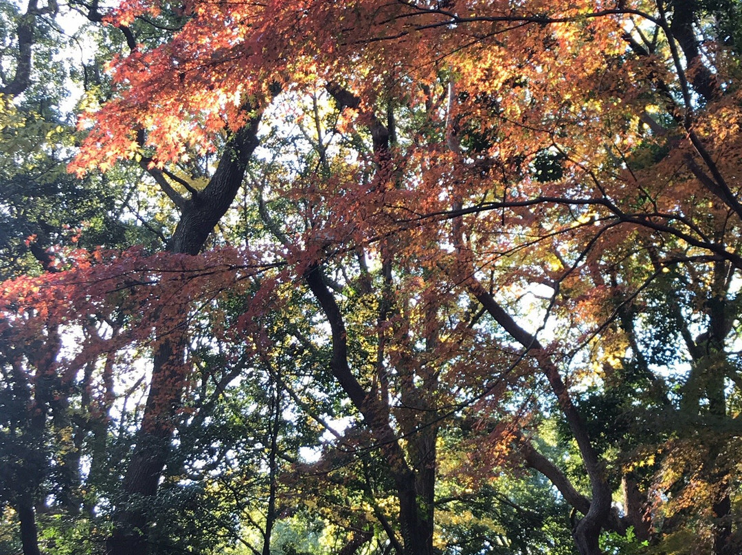 明治神宫外苑景点图片