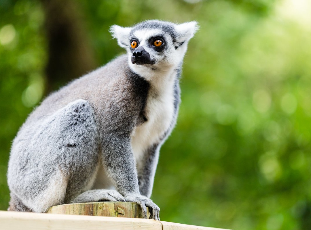 Paignton Zoo Environmental Park-佩恩顿必去景点